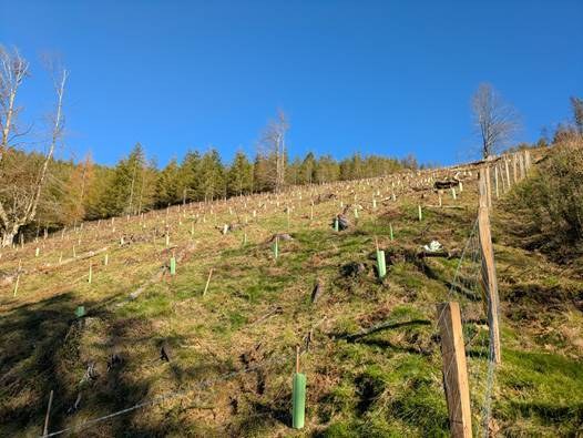 El Ayuntamiento de Soraluze recibe una nueva subvención para continuar con las obras de reforestación en Muskiritzu