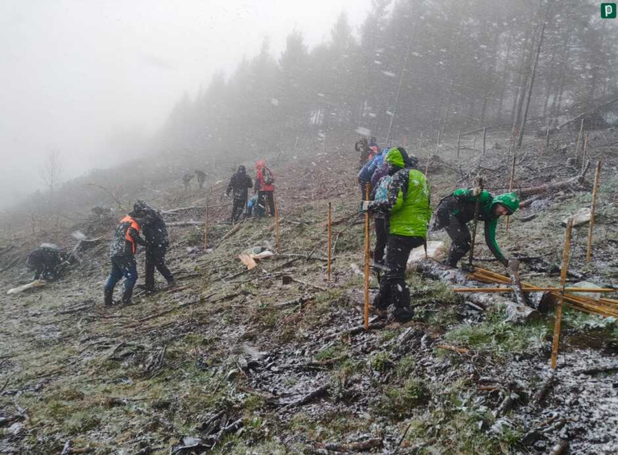 Zapatuan egingo da aurtengo Zuhaitz Eguna, sekula baino kolaboratzaile gehiagoren artean antolatua