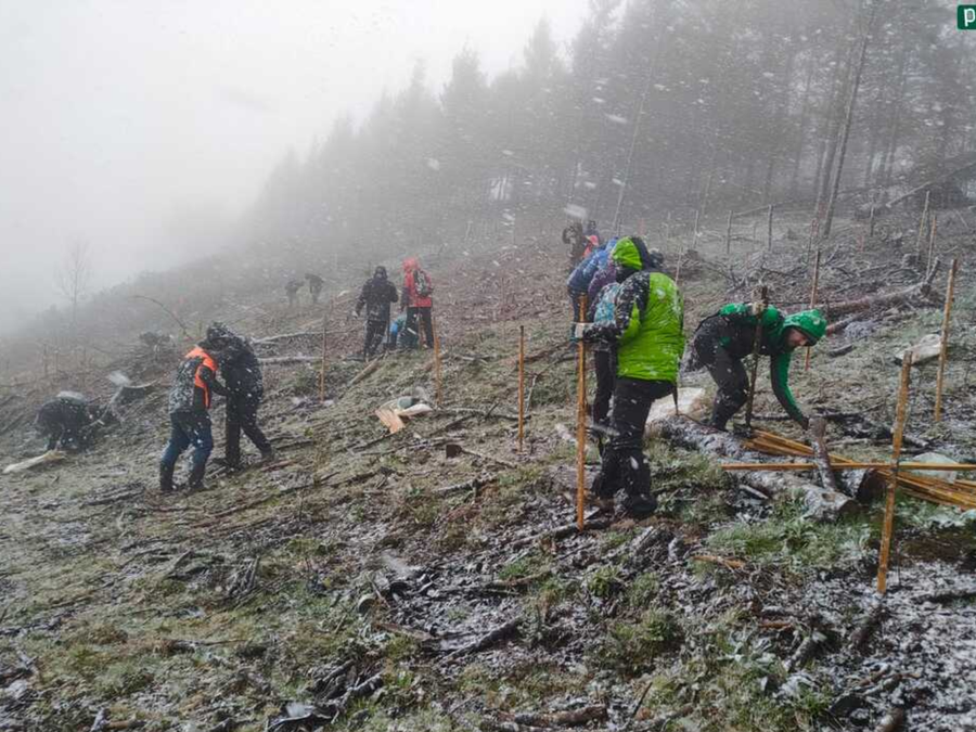 Zapatuan egingo da aurtengo Zuhaitz Eguna, sekula baino kolaboratzaile gehiagoren artean antolatua